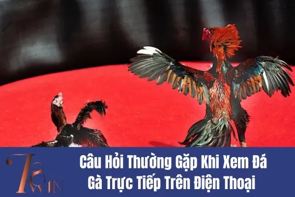 Xem Đá Gà Trực Tiếp Trên Điện Thoại