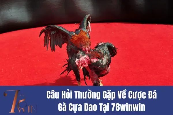 Cược Đá Gà Cựa Dao