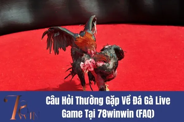 Đá Gà Live Game