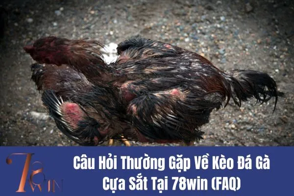 Kèo Đá Gà Cựa Sắt