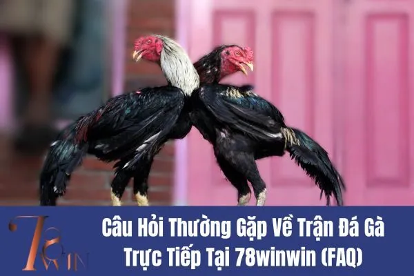 Trận Đá Gà Trực Tiếp