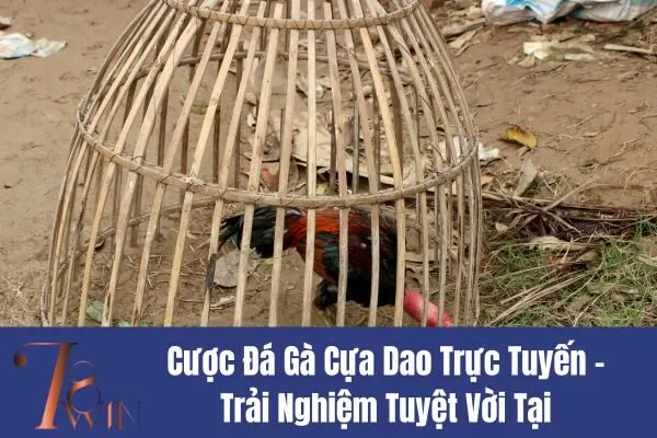 Cược Đá Gà Cựa Dao