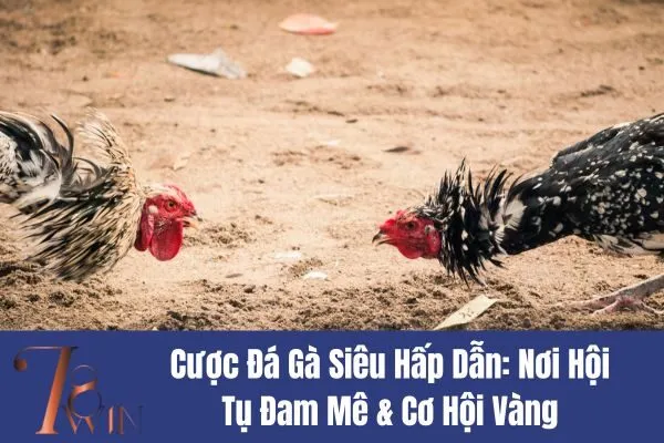 Cược Đá Gà Siêu Hấp Dẫn