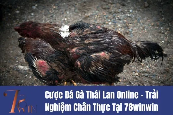 Cược Đá Gà Thái Lan Online