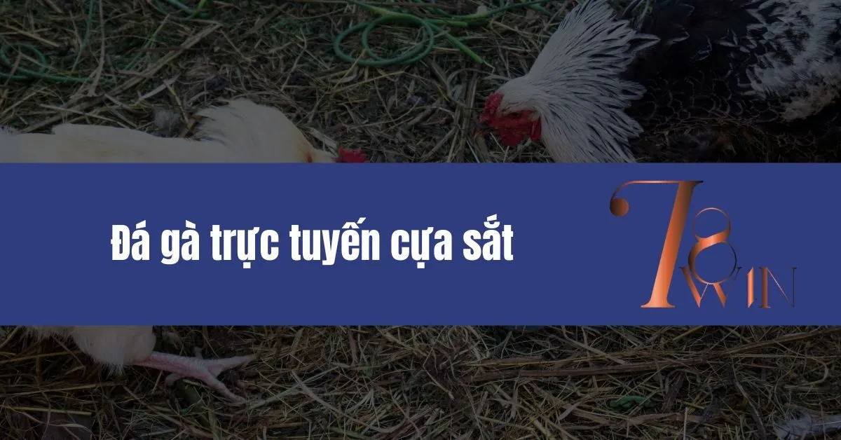 Đá gà trực tuyến cựa sắt