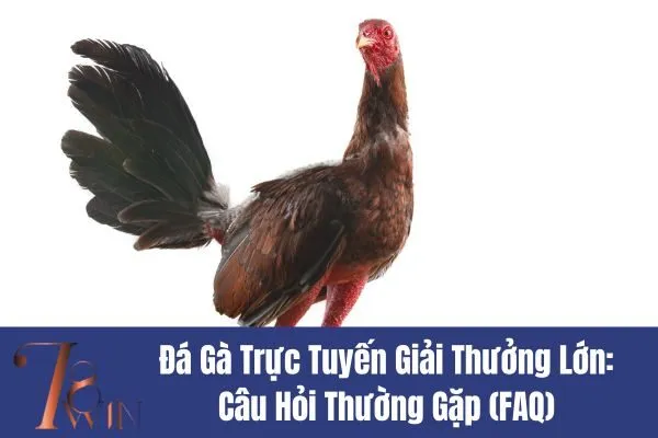 Đá Gà Trực Tuyến Giải Thưởng Lớn