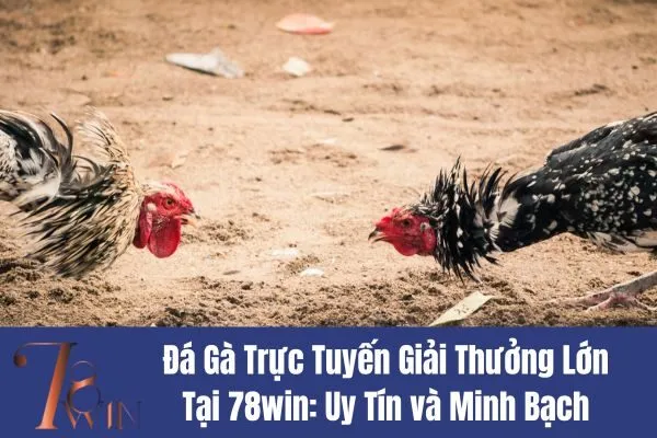 Đá Gà Trực Tuyến Giải Thưởng Lớn