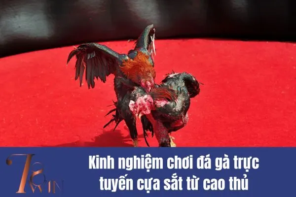 Đá gà trực tuyến cựa sắt