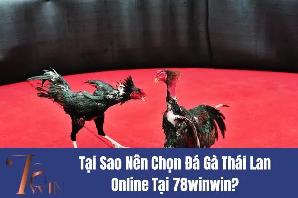 Cược Đá Gà Thái Lan Online