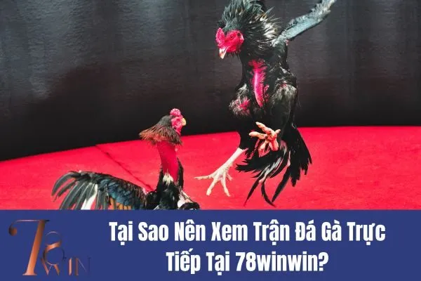 Trận Đá Gà Trực Tiếp