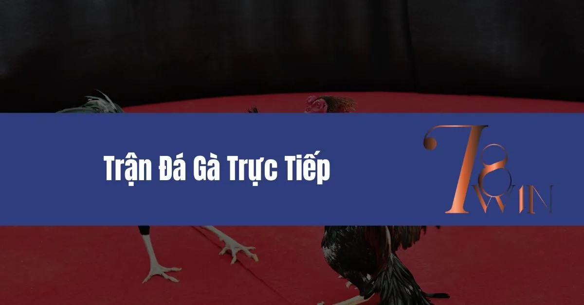 Trận Đá Gà Trực Tiếp