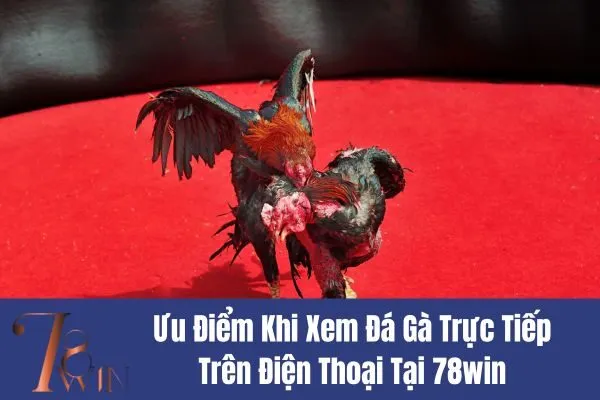 Xem Đá Gà Trực Tiếp Trên Điện Thoại