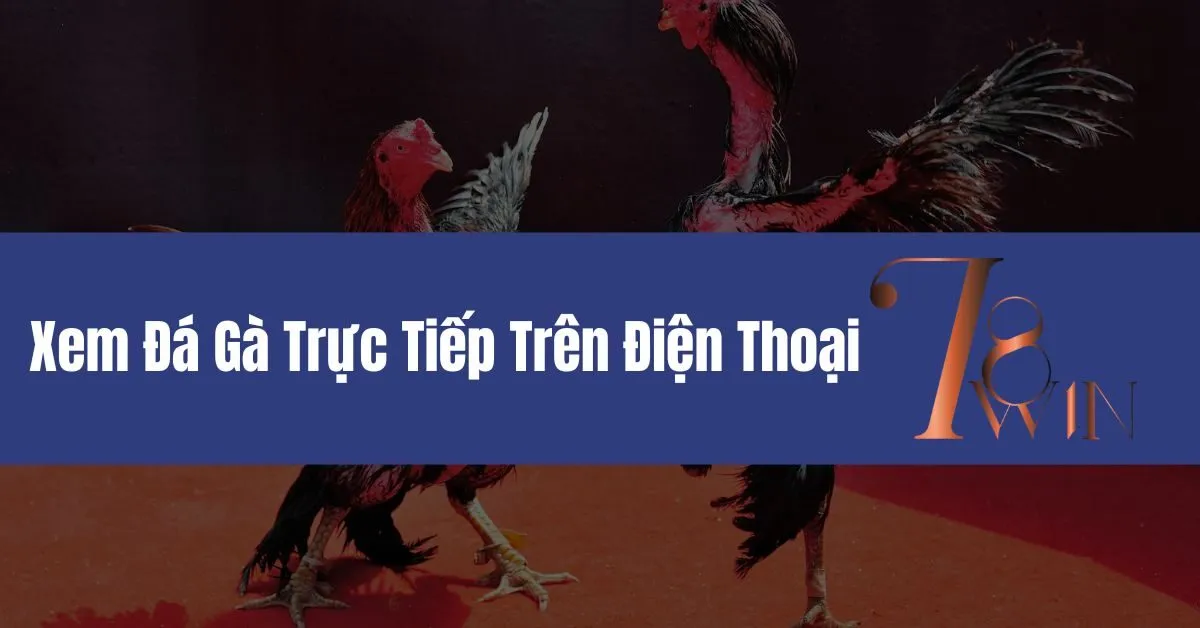 Xem Đá Gà Trực Tiếp Trên Điện Thoại