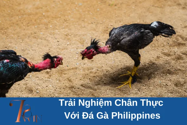 Đá gà Philippines
