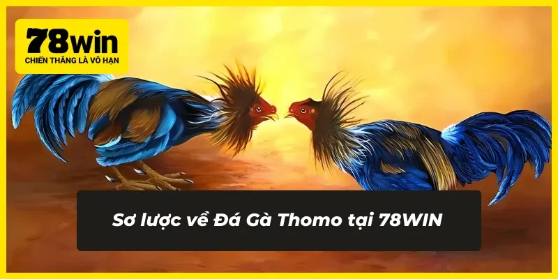 Giới thiệu tổng quan Đá Gà Thomo tại 78WIN