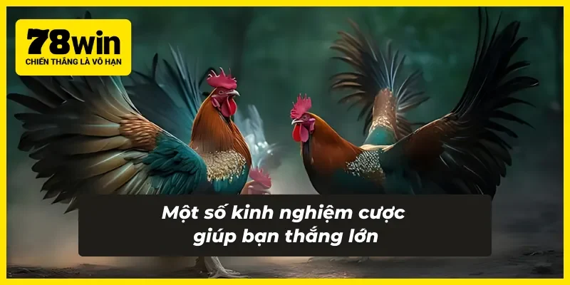 Một vài kinh nghiệm giúp bạn cược cao thắng lớn với đá gà Thomo